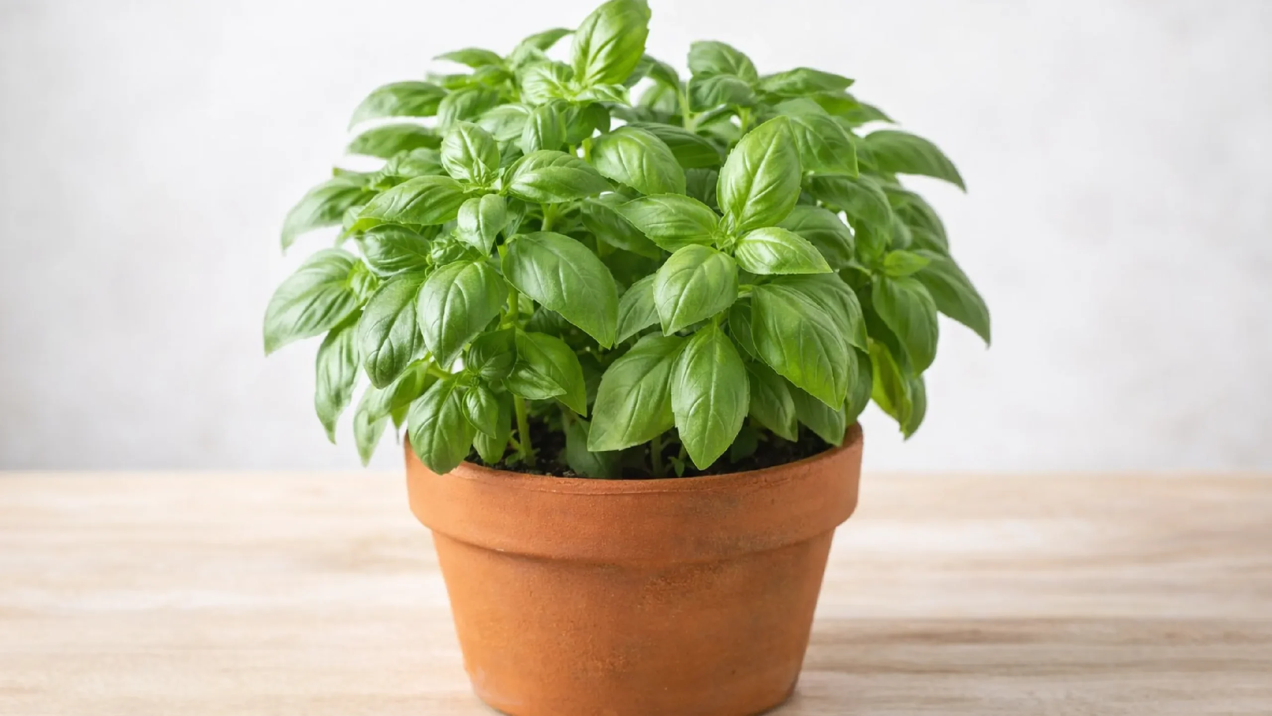 Planta de albahaca fresca en maceta de barro con hojas verdes aromáticas.